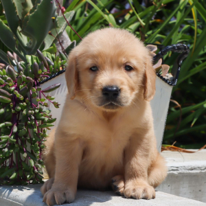 Golden Retriever Puppy Nicholas