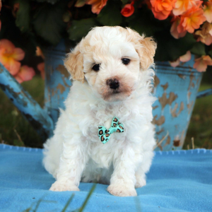 Poodle Puppy Collin