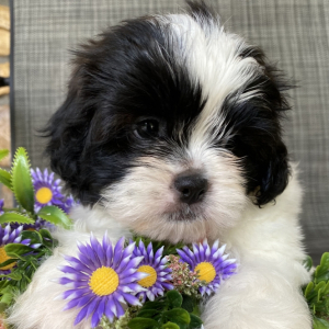 Shih Tzu Puppy Sadie