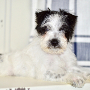 Miniature Schnauzer Puppy Dallas