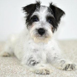 Miniature Schnauzer Puppy Dallas