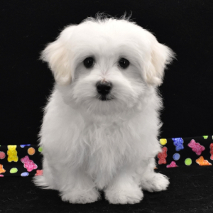 Maltese Puppy Ralphy