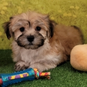 Havanese Puppy Koa