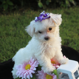 Maltese Puppy Sara