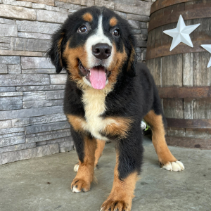 Bernese Mountain Dog Puppy Cora