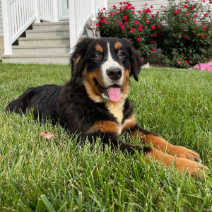 Bernese Mountain Dog Puppy Cora