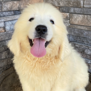Golden Retriever Puppy Lily
