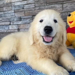 Golden Retriever Puppy Lily