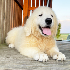 Golden Retriever Puppy Lily