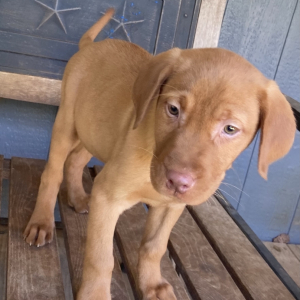 Labrador Retriever Puppy Duke