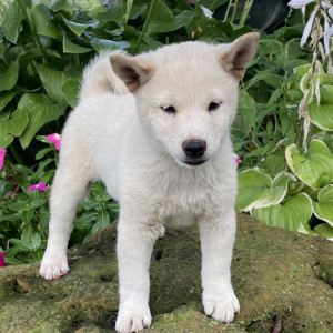 Shiba Inu Puppy Loki
