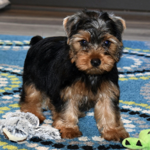 Yorkshire Terrier Puppy Mr Toby
