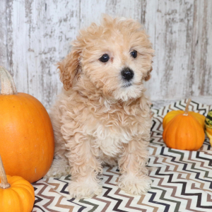 Havapoo Puppy Annie