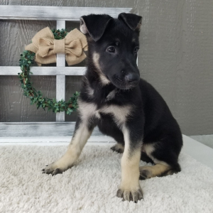 German Shepherd Dog Puppy Jill