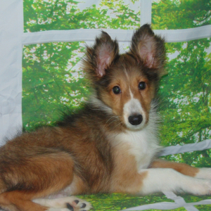 Shetland Sheepdog Puppy Boomer