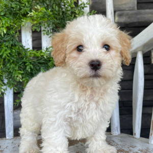 Bichonpoo Puppy Buddy