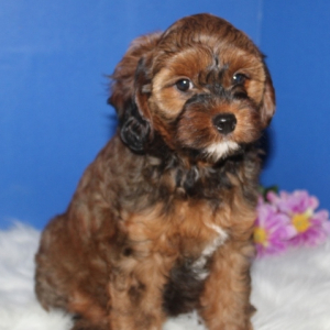 Cavapoo Puppy Sammy