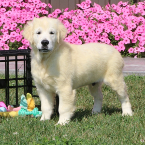 Golden Retriever Puppy Wheaton
