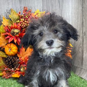 Havanese Puppy Fin