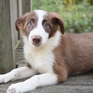 Border Collie Puppy Bliss