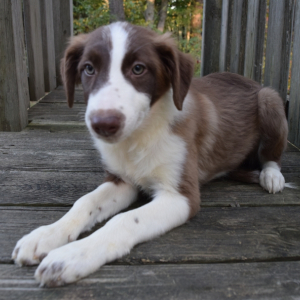 Border Collie Puppy Bliss