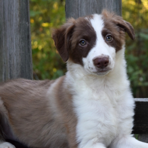Border Collie Puppy Daphne