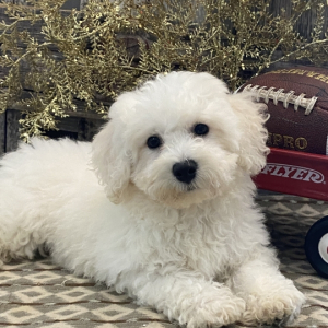 Bichon Frise Puppy Murray