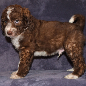 Aussiedoodle Puppy Dakota
