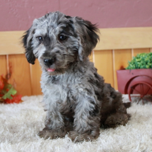 Cavapoo Puppy Rocco