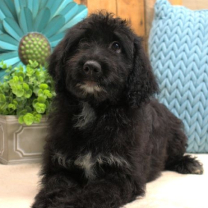 Aussiedoodle Puppy Daisey