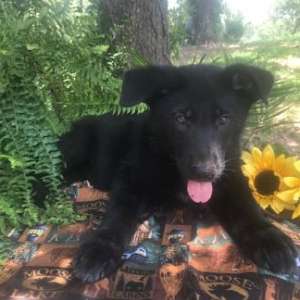 German Shepherd Dog Puppy Onyx