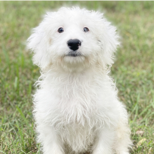 Bernedoodle Puppy Marvin