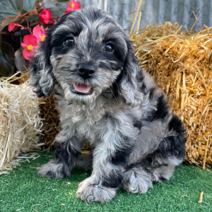 Cockapoo Puppy Whitney