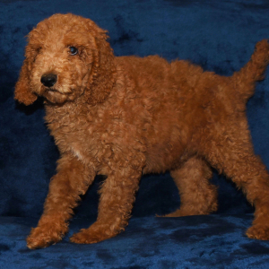 Poodle Puppy Jorry