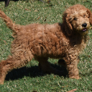 Poodle Puppy Jorry