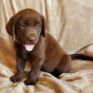 Labrador Retriever Puppy Gilbert