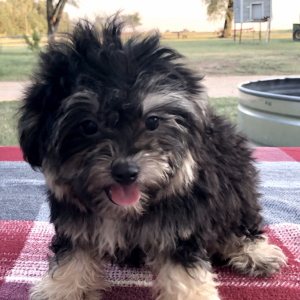 Maltipoo Puppy Gertie