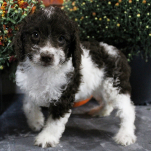 Cockapoo Puppy Lucy