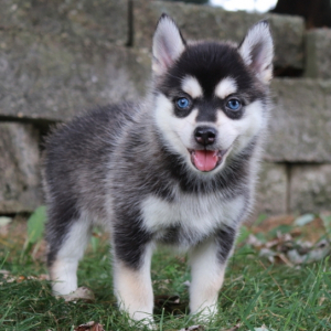 Pomsky Puppy Amber