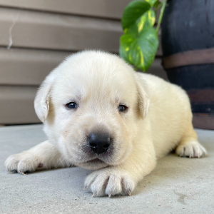Labrador Retriever Puppy Duffy