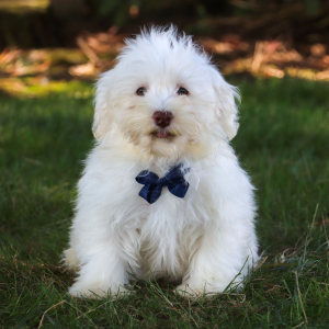 Havanese Puppy Wilson