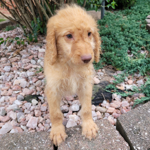 Goldendoodle Puppy Teresa