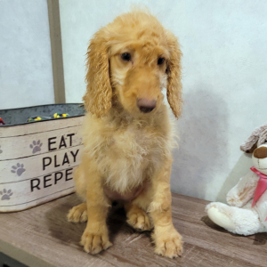 Goldendoodle Puppy Teresa