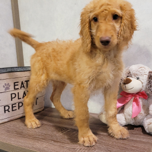 Goldendoodle Puppy Teresa