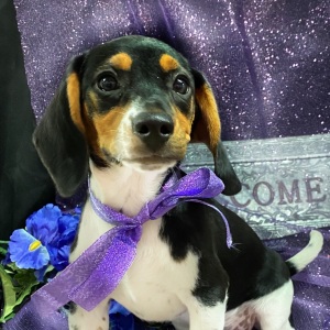 Beagle Puppy Cameo