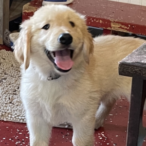 Golden Retriever Puppy Bambam