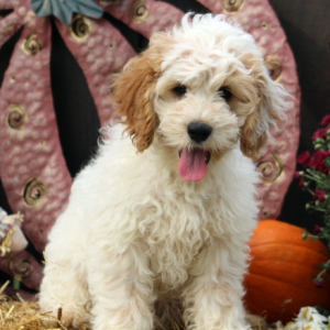 Cockapoo Puppy Nicholas