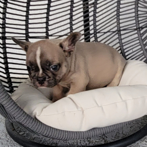French Bulldog Puppy Fred