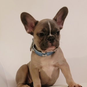 French Bulldog Puppy Fred