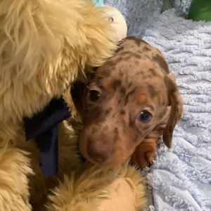 Dachshund Puppy Freckles